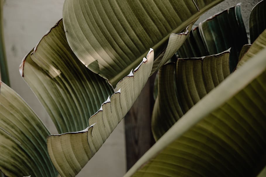 green banana leaf, no people, plant part, close-up, leaves, palm leaf HD wallpaper