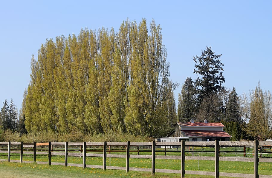 farm, field, barn, green, trees, fence, plant, day, nature HD wallpaper