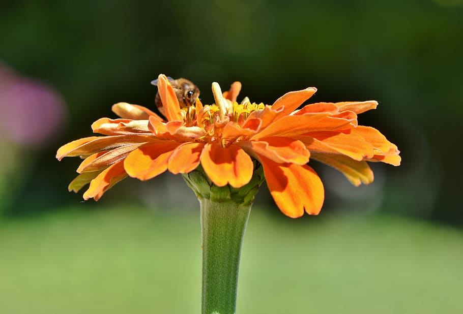zinnia, blossom, bloom, composites, flower, summer flower, flower garden HD wallpaper