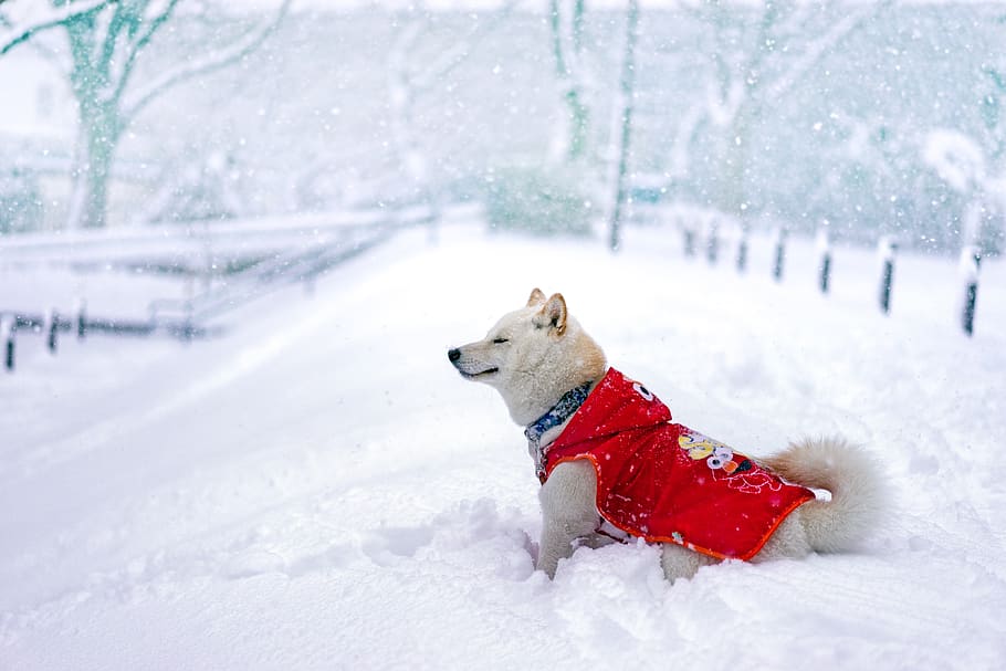 dog in red Elmo shirt stands on snowfield, cold temperature, winter