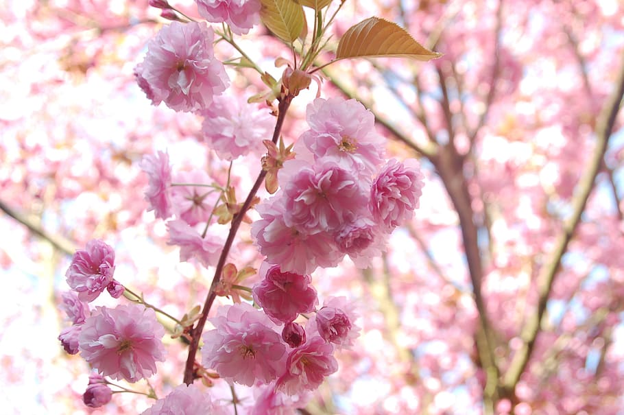 bloesemtak, spring, pink, tree, colorful, flowering plant, freshness HD wallpaper