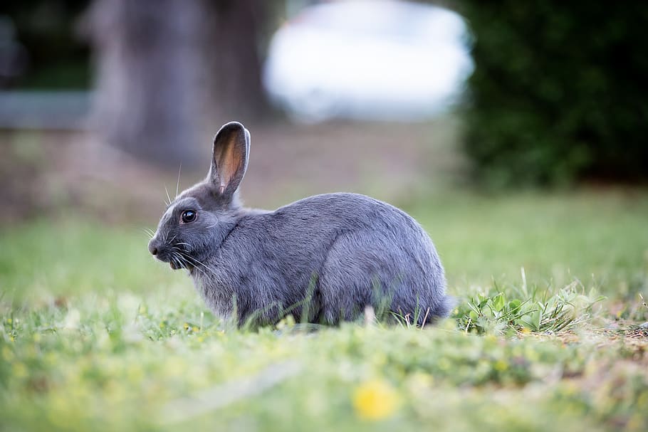 bunny, rabbit, grass, easter, cute, furry, brown, wild, meadow HD wallpaper