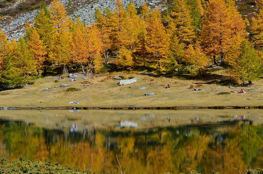 autumn, lake, reflection, plant, tree, water, beauty in nature HD wallpaper