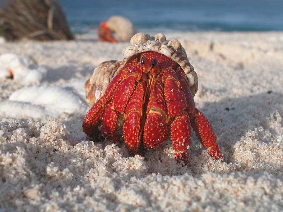 Red and Gray Hermit, beach, claw, crab, crustacean, ocean, sand HD wallpaper