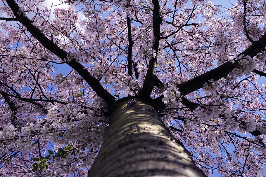 tree, flower, nature, lookup, blue, sky, germany, essen, garde HD wallpaper