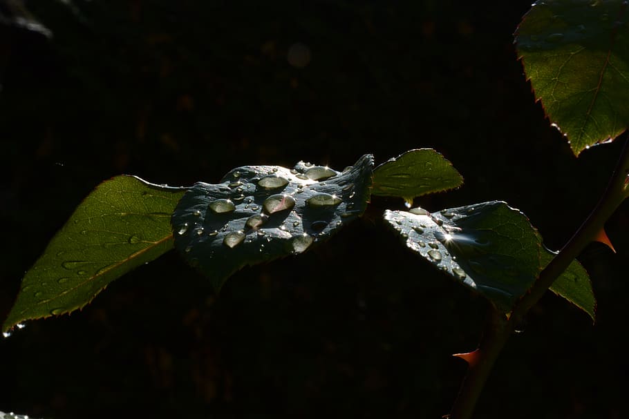 drops, dew, sheet, droplet, nature, raindrop, green, macro HD wallpaper