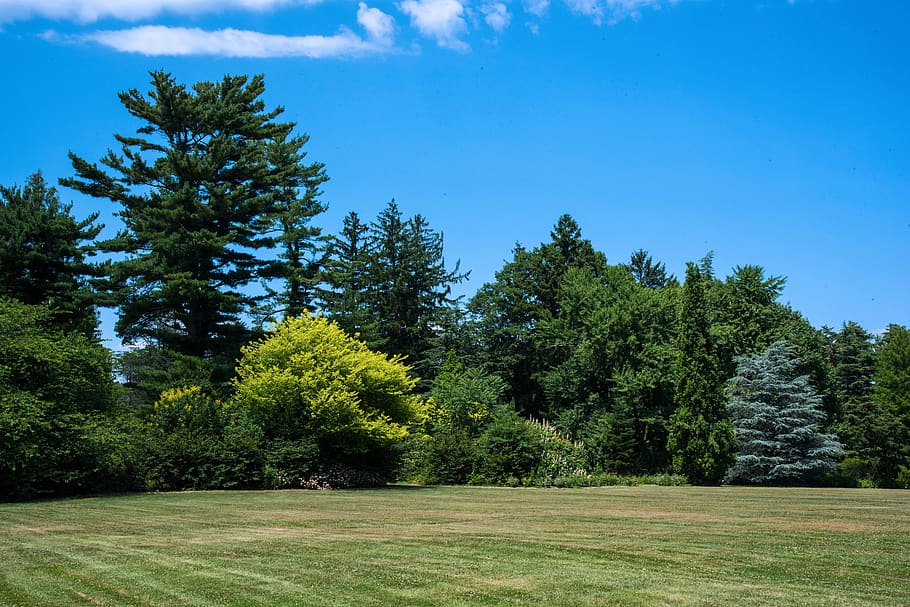 trees, field, arboretum, blue sky, summer, plant, green color HD wallpaper