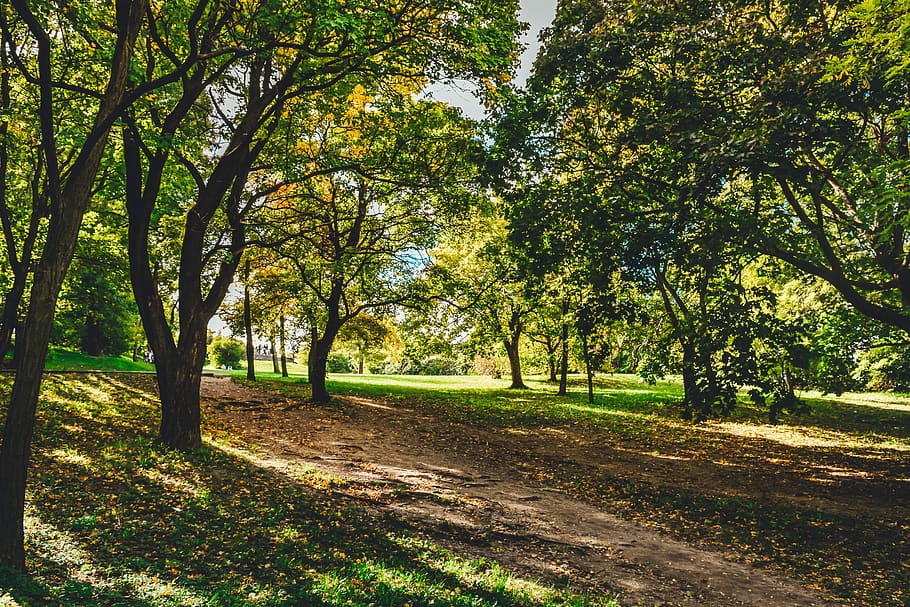 green-leafed trees, plant, tree trunk, grass, park, outdoors HD wallpaper