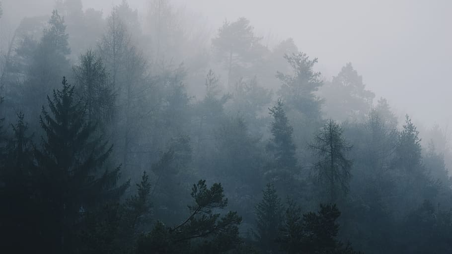 fogs covering trees during daytime, weather, nature, outdoors HD wallpaper