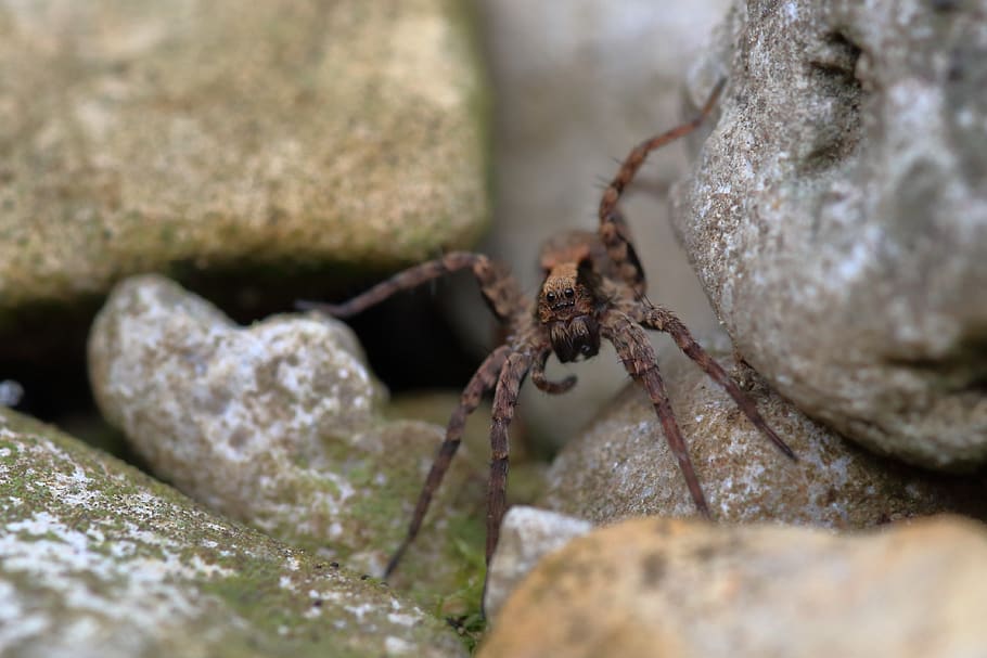 spider, wolfspinne, macro, arachnid, close up, selective focus HD wallpaper