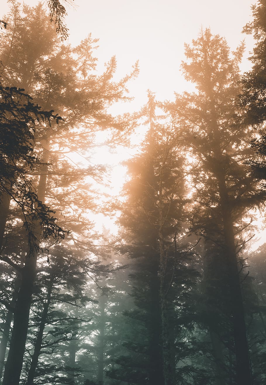 green woods, tree, plant, beauty in nature, forest, tranquility HD wallpaper