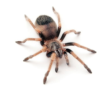 spider, unusual, closeup, isolated, photo, creepy, hairy, natural HD wallpaper