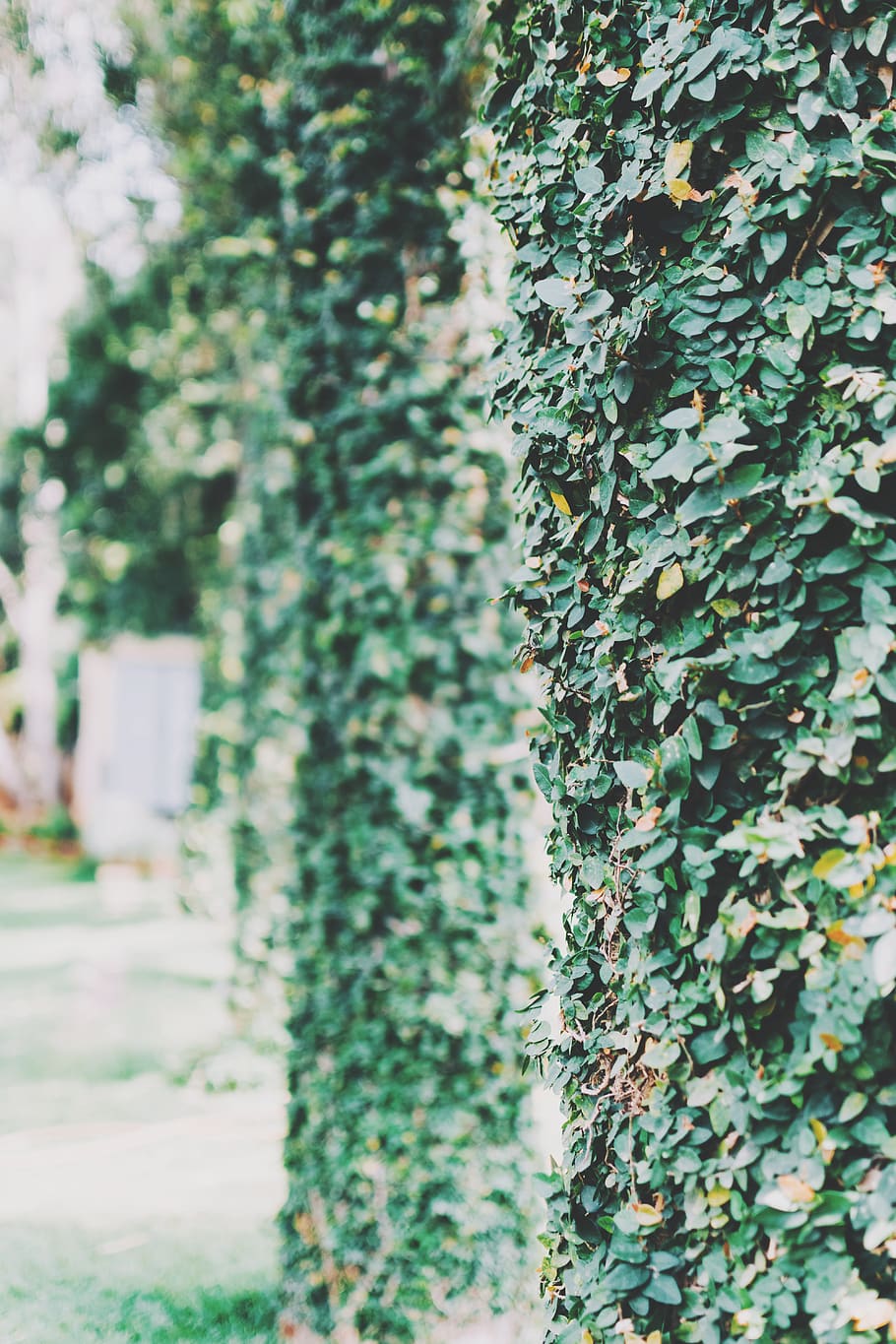 leaves, leaf, plant, trees, abstract, bokeh, growth, green color HD wallpaper