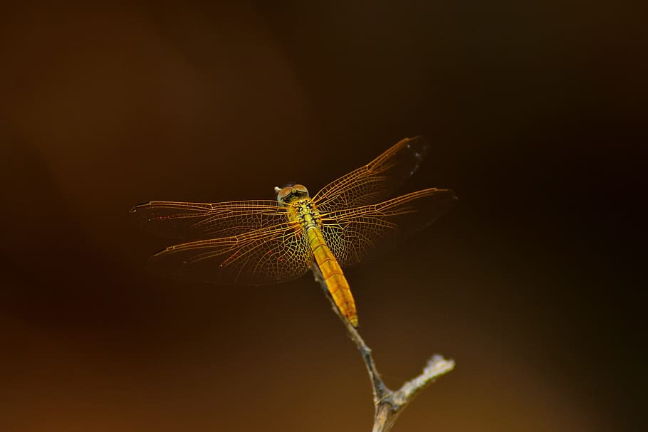animal, invertebrate, insect, anisoptera, india, golden dragonfly