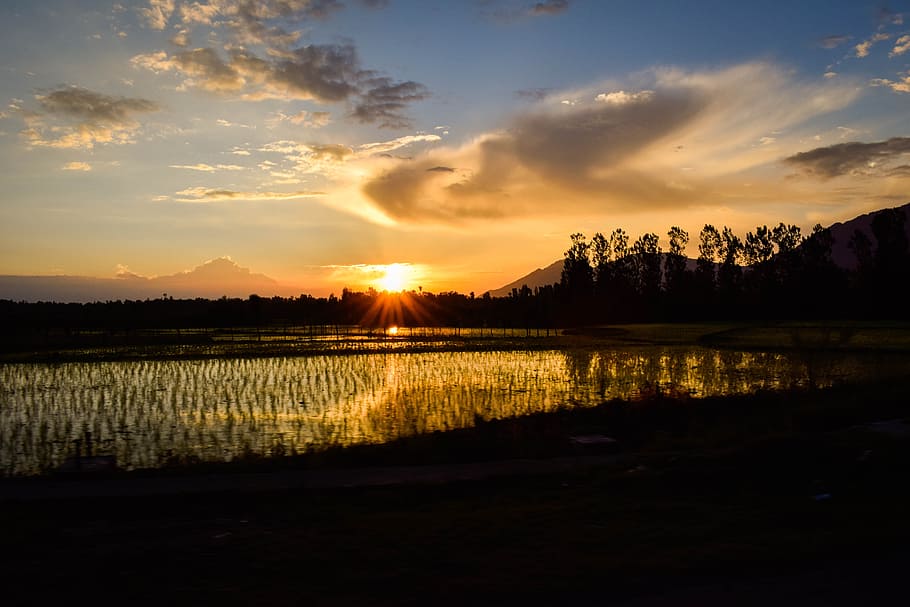 Silhouette Of Rice Fields Under Calm Sky During Golden Hour, backlit HD wallpaper