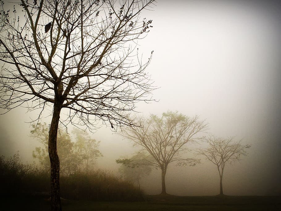 Three Bare Trees, branches, clouds, colors, environment, foggy HD wallpaper