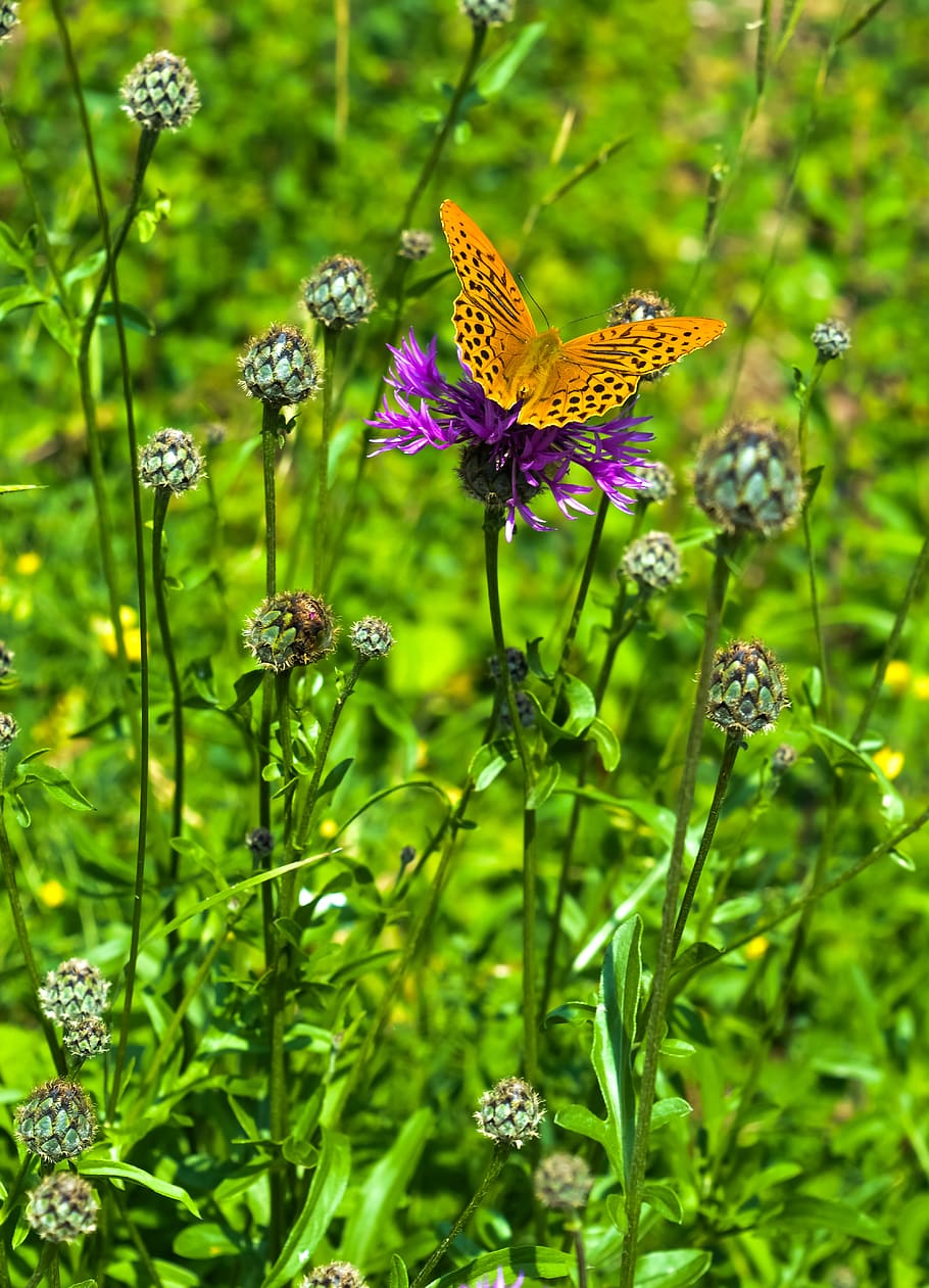 flower, flowering plant, beauty in nature, growth, fragility HD wallpaper