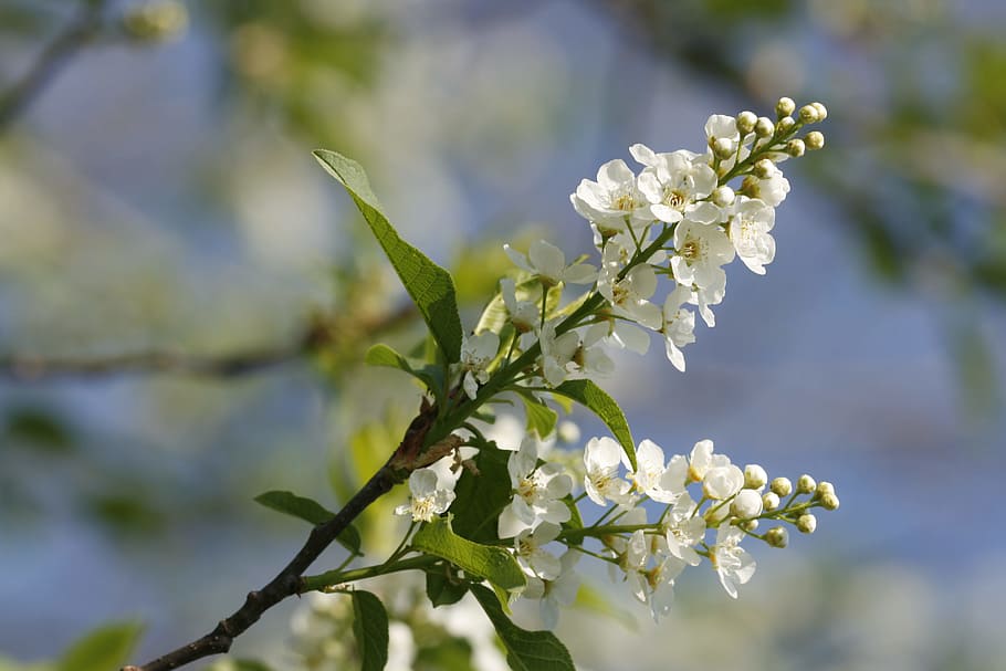 beautiful, blossom, bright, bunch, closeup, detail, flora, floral HD wallpaper