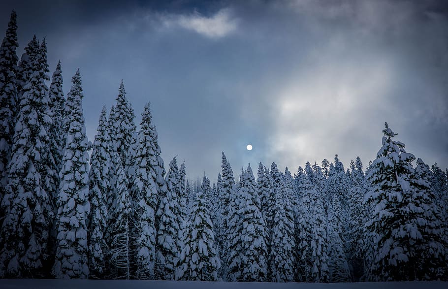 moon, pine, trees, clouds, sky, snow, fog, winter, nature, dark HD wallpaper