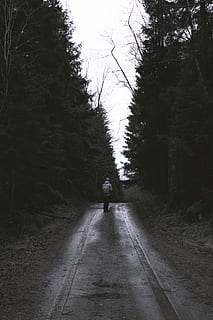 trees, forest, green, grey, ambient, nature, photo, photography HD wallpaper