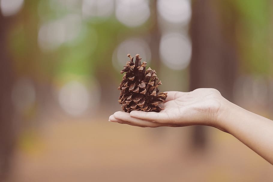 pine, cone, hand, palm, blur, bokeh, human hand, holding, one person HD wallpaper