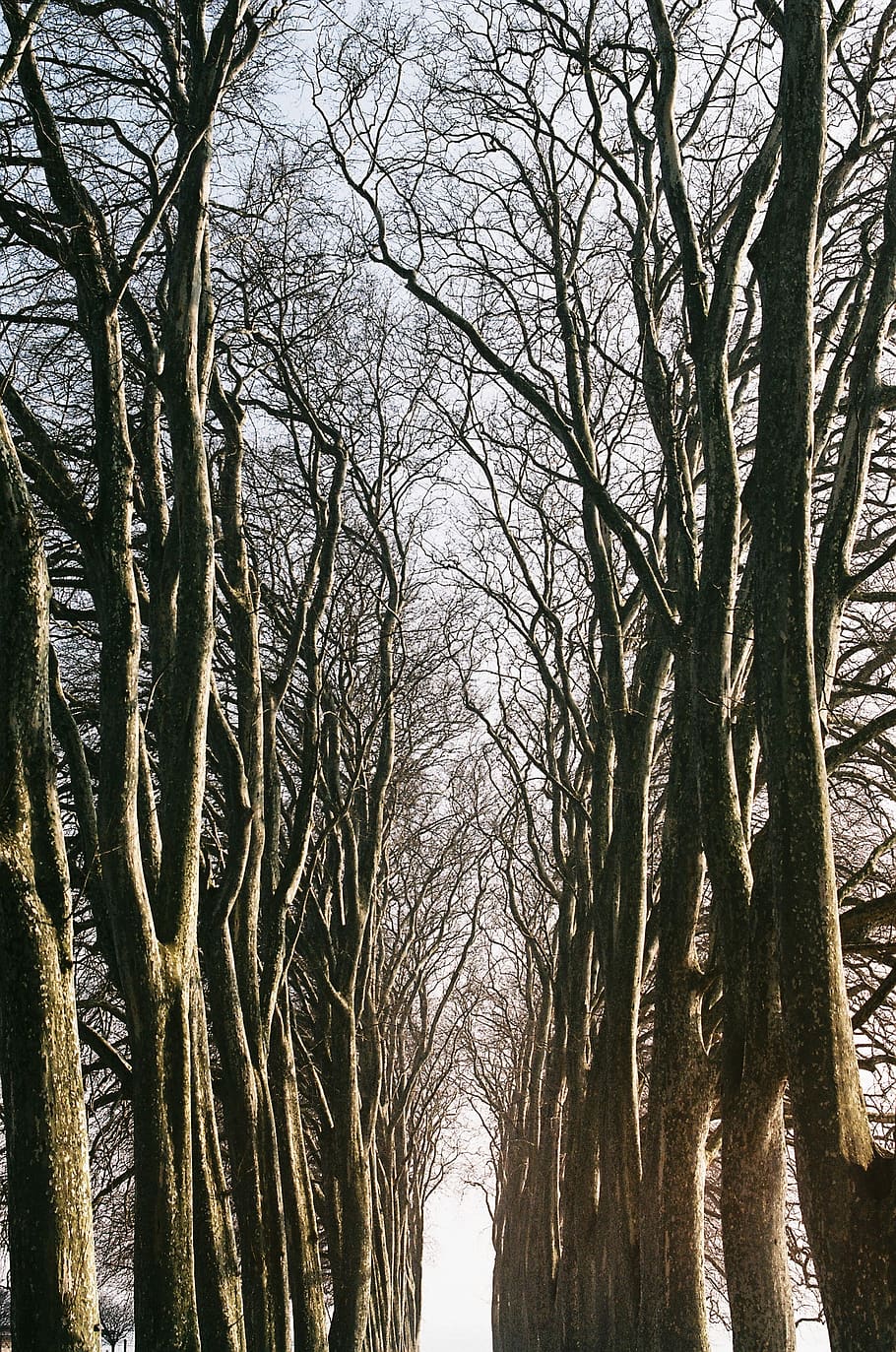 trees, path, light, winter, eerie, surreal, sunset, branches HD wallpaper