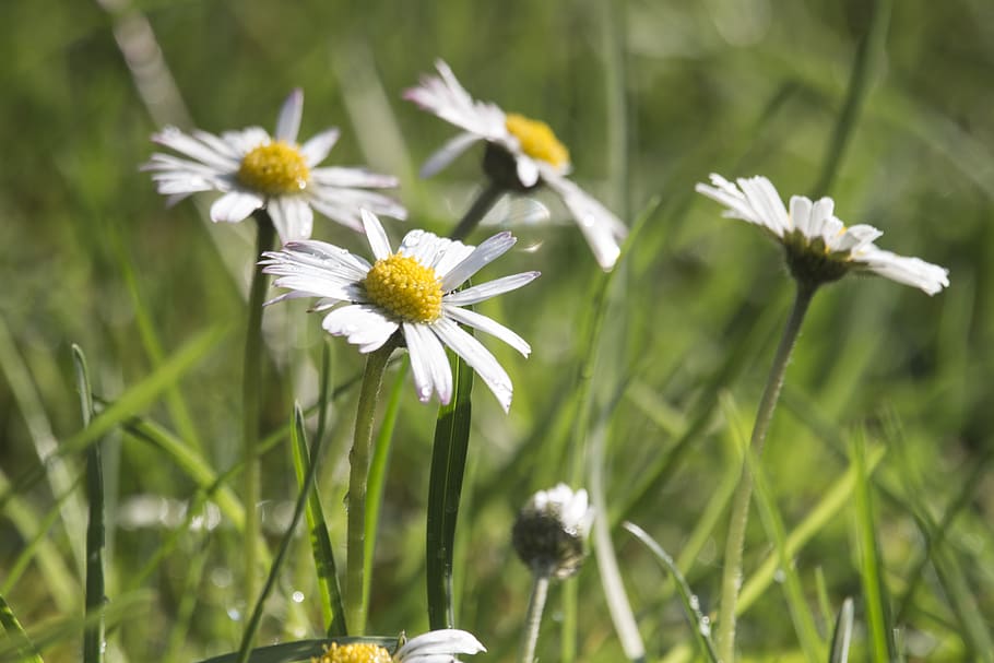 daisies, grass, green, summer, flowers, daisy, happy, petal HD wallpaper