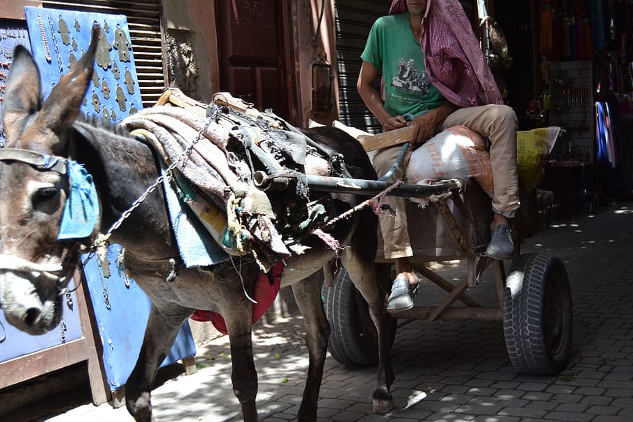 morocco, marrakesh, donkey, one person, real people, transportation, HD wallpaper