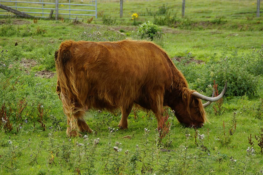 highlands, highland beef, scotland, scottish, pasture, agriculture, HD wallpaper
