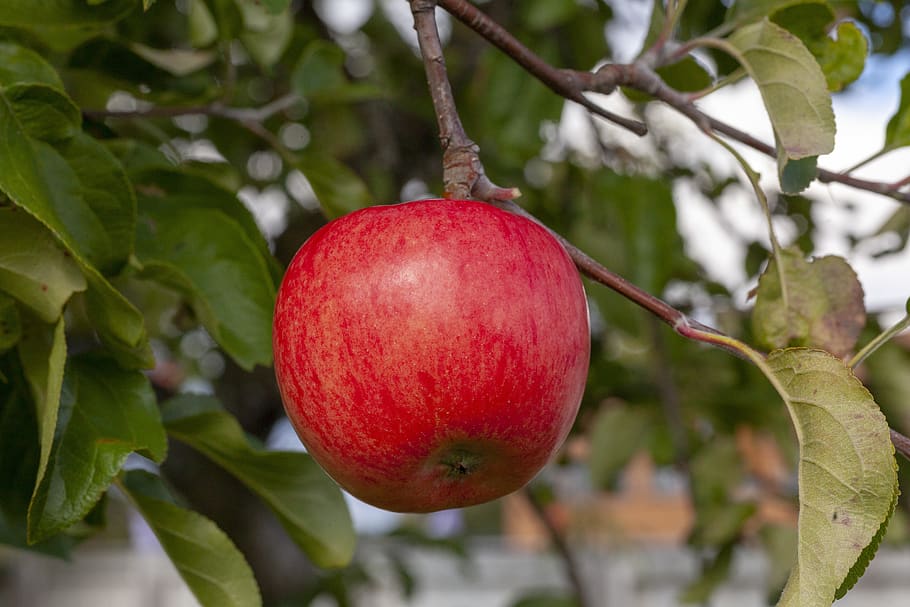 Осенняя радость яблоня описание фото