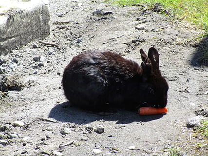 black, bunny, rabbit, broken ear, hurt, jericho beach, vancouver HD wallpaper