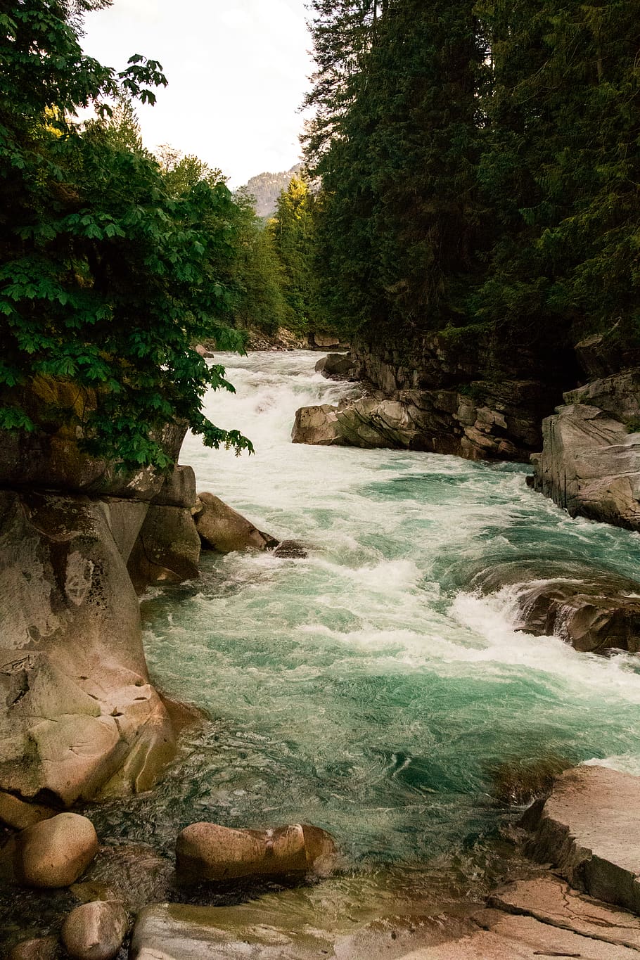 united states, eagle falls, tree, water, plant, beauty in nature HD wallpaper
