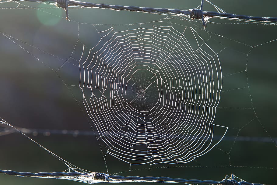 australia, spider web, fragility, vulnerability, close-up, focus on foreground HD wallpaper