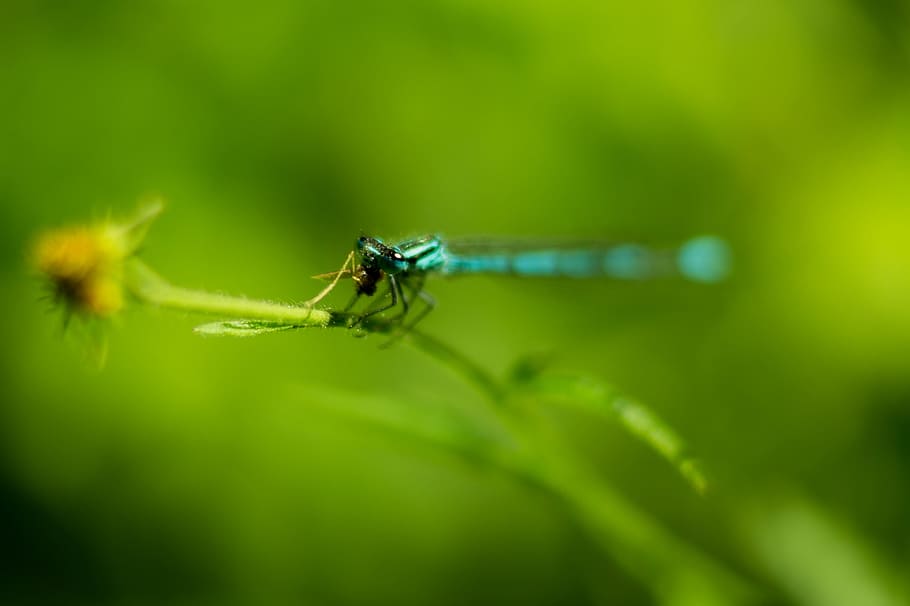 dragonflly, insect, invertebrate, animal themes, animal wildlife HD wallpaper