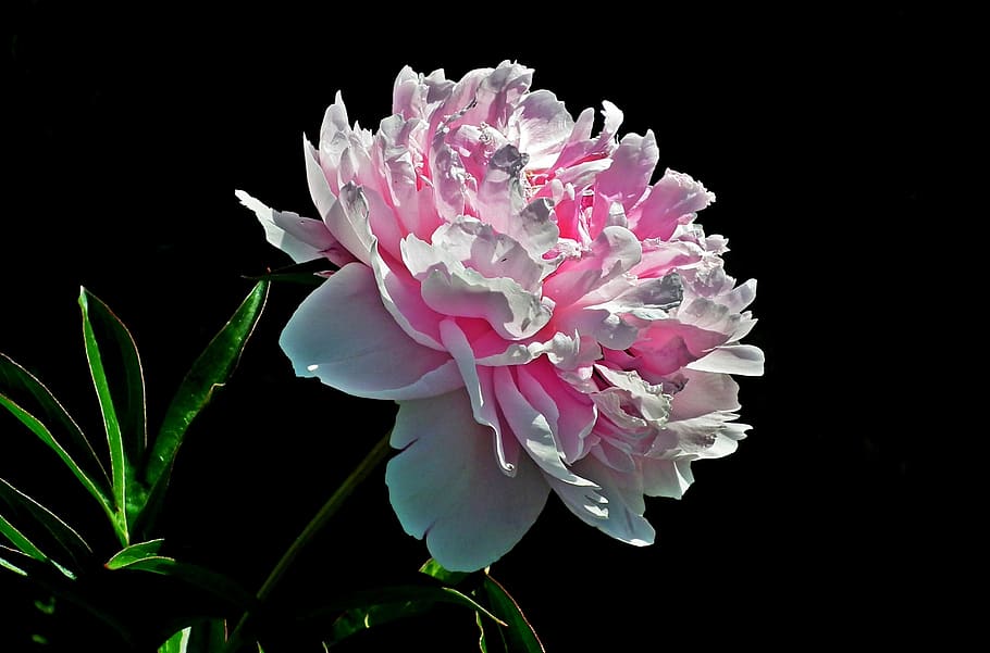 flower, peony, pink, spring, garden, nature, closeup, the petals HD wallpaper