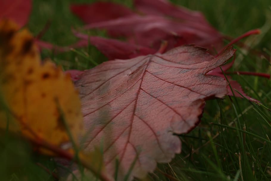 leaf, leaves, autumn, fall, leather, nature, forest, plant part HD wallpaper