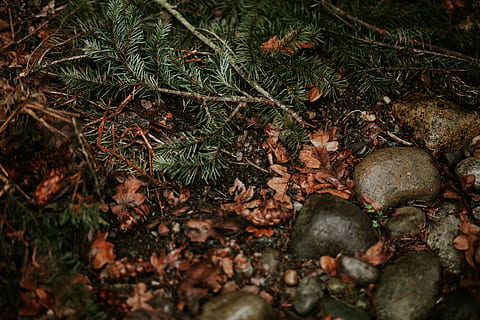 floor, forest, wet, ground, rocks, leaves, texture, leaf, plant part HD wallpaper