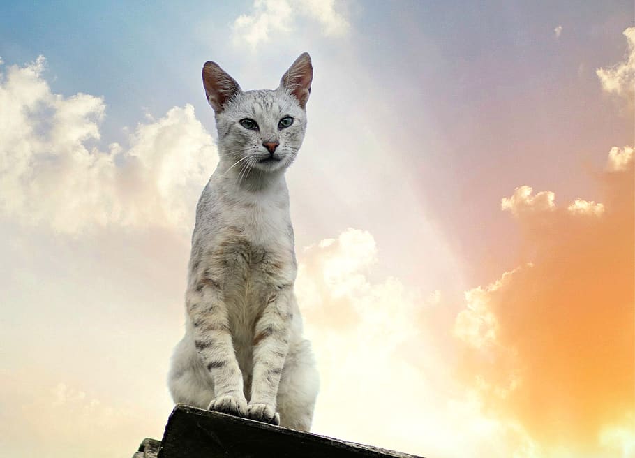 cat, gray, clouds, sky, animal themes, one animal, mammal, cloud - sky HD wallpaper