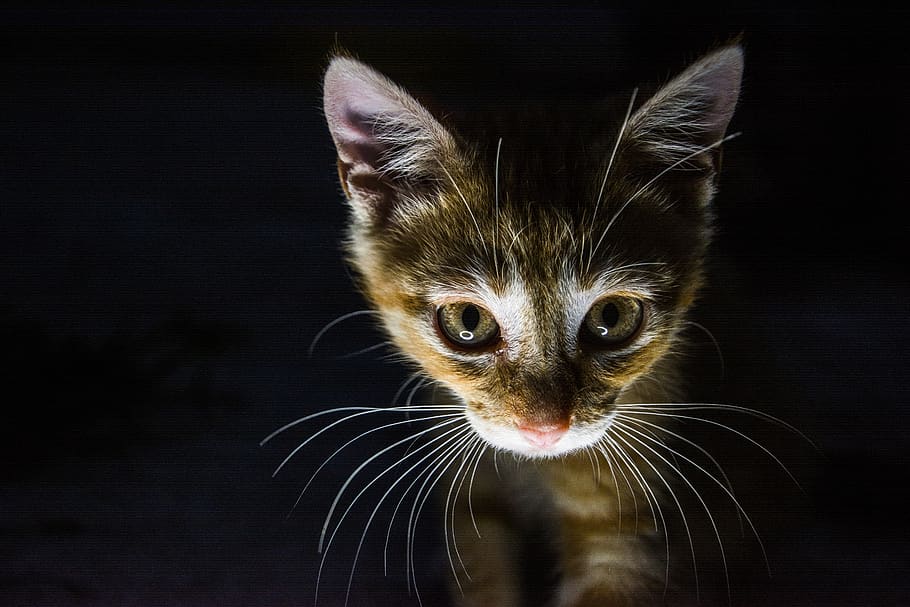 cat, dark, cute, kitten, the dark, animal, animal themes, mammal HD wallpaper