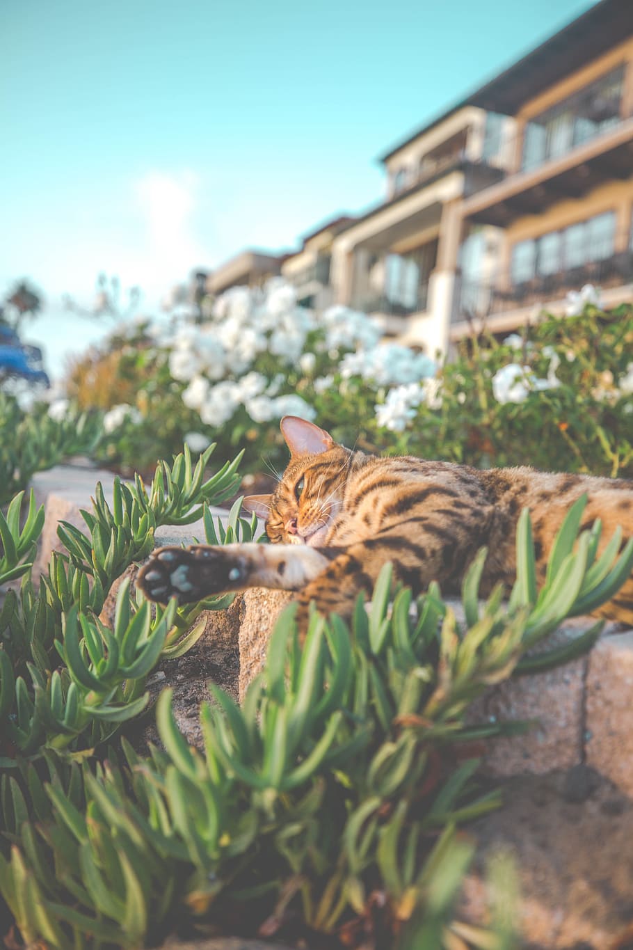 cat lying on ground covered with grass, wall, plant, building HD wallpaper