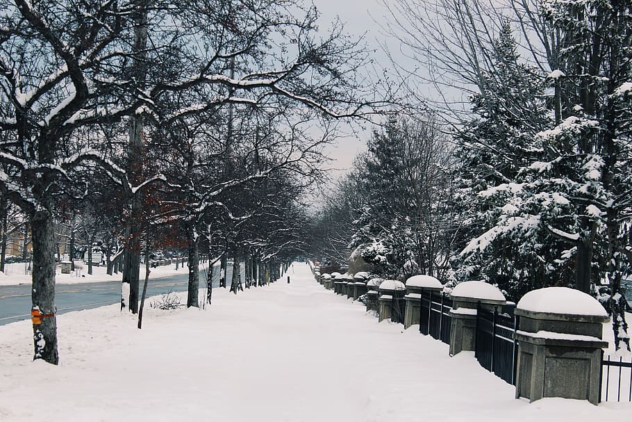 canada, snow, winter, trees, white, path, cold, cold temperature HD wallpaper