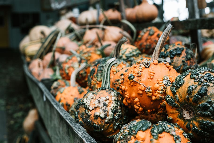 orange squash, pumpkin, fall, bokeh, blur, nature, holiday, october HD wallpaper