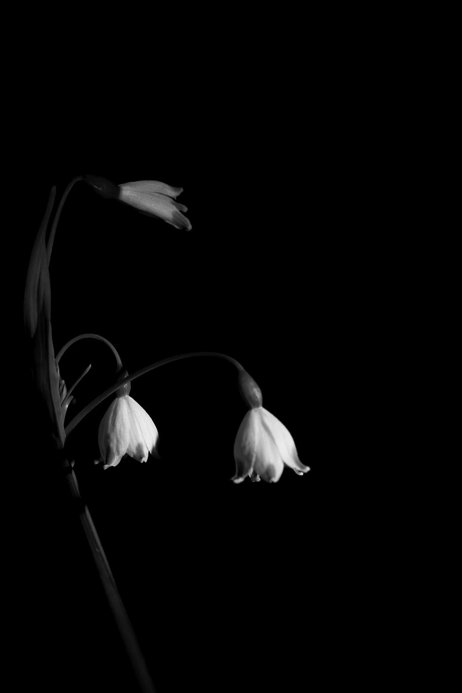 vulnerability, beauty in nature, plant, black background, fragility HD wallpaper