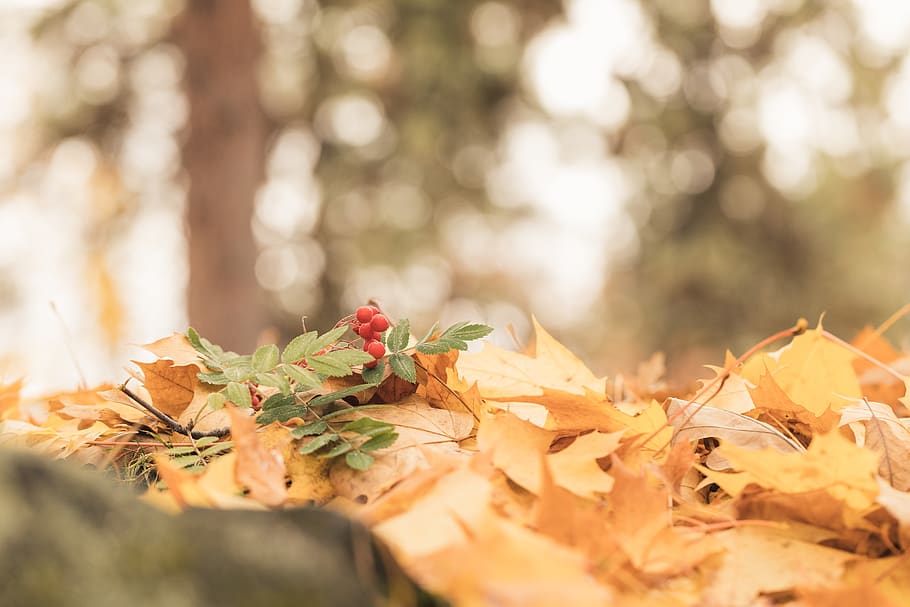 selective focus photography of leaves, united states, spokane, HD wallpaper