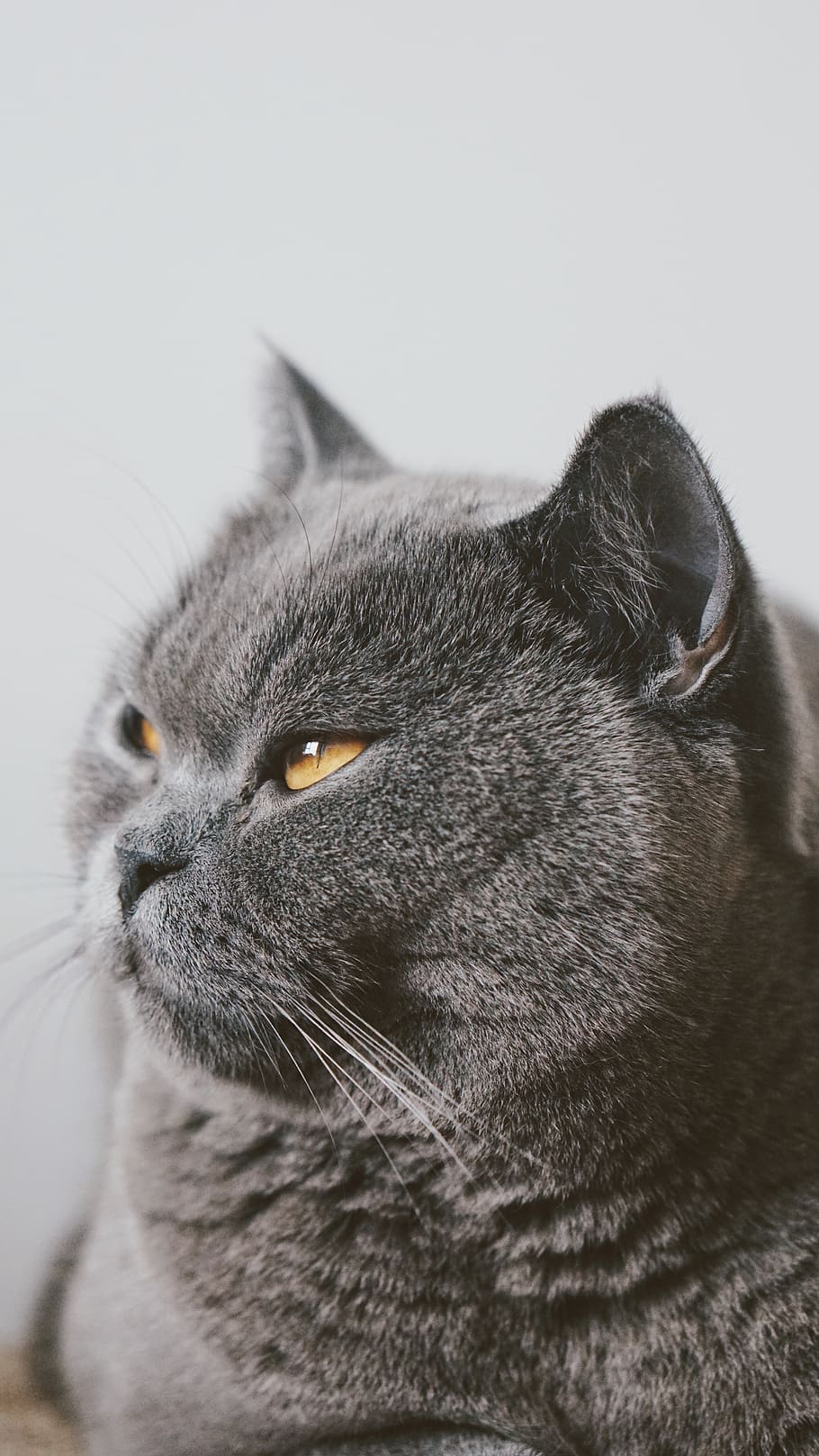 Russian cat, mammal, animal themes, domestic, domestic cat, pets HD wallpaper