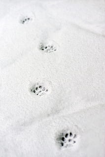 snow paw prints, cold temperature, winter, no people, white color HD wallpaper