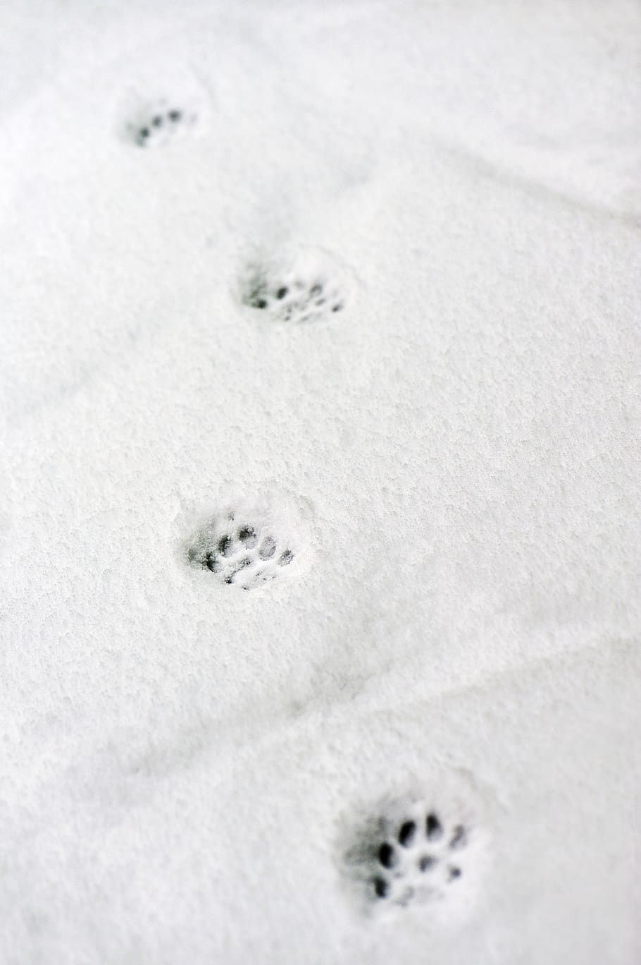 snow paw prints, cold temperature, winter, no people, white color