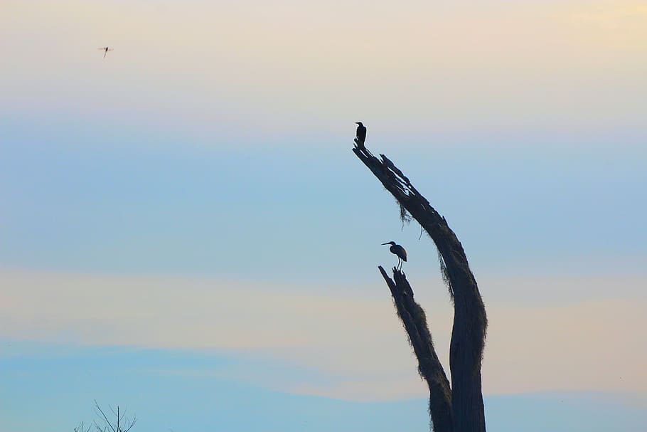 sunset, anahinga, crow, river, sky, animals in the wild, vertebrate HD wallpaper