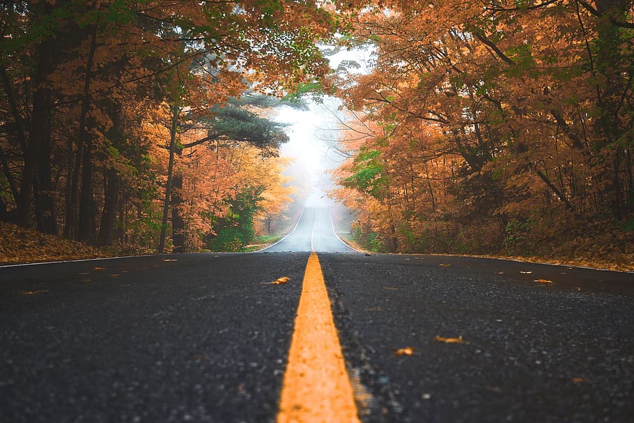 road, path, leaves, fall, trees, plant, nature, autumn, the way forward HD wallpaper