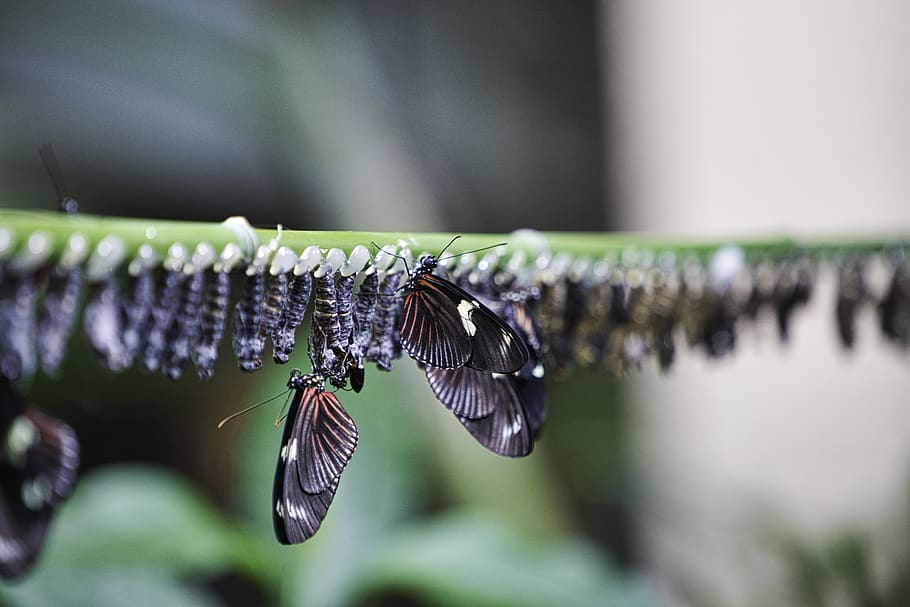 nature, stripe, orange, red, new, change, caterpillar, bug HD wallpaper